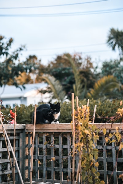 白天棕色木栅栏上的燕尾服猫